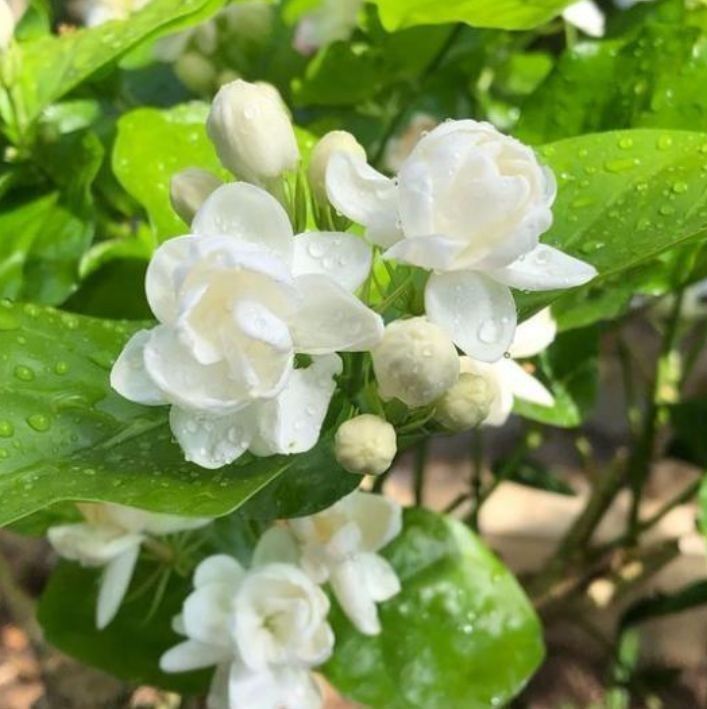 家里阳台养此款花,新手也能养爆盆,全年开花不断,花开美观大气