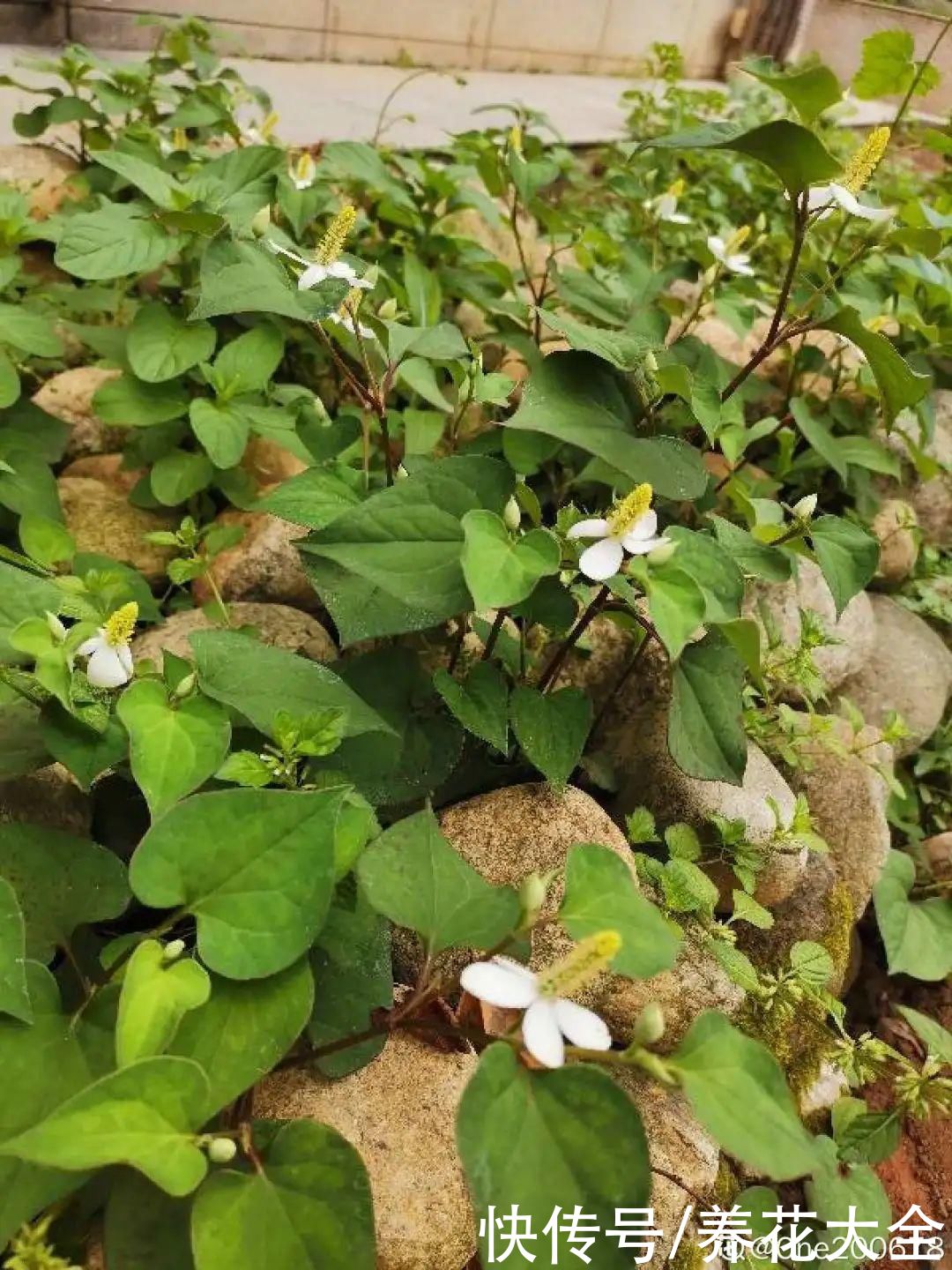 院子长出9种草，看到就铲除，留着就是大祸害