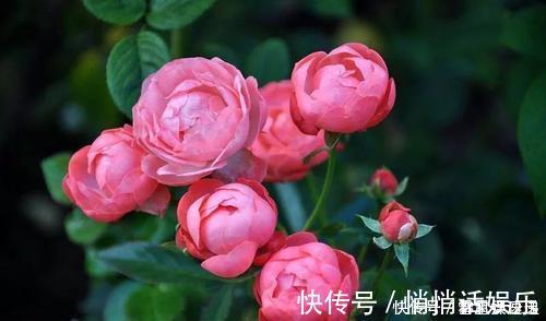月季|最厉害的养花营养液给月季花喝一勺,猛长笋芽,花开满枝头