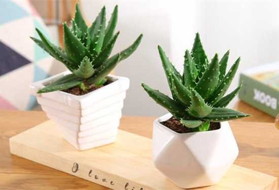 10大室内网红绿植,不仅撩人,还能养人