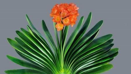 冬天养君子兰有技巧，掌握几个要点，叶片挺拔如折扇，开花鲜艳！