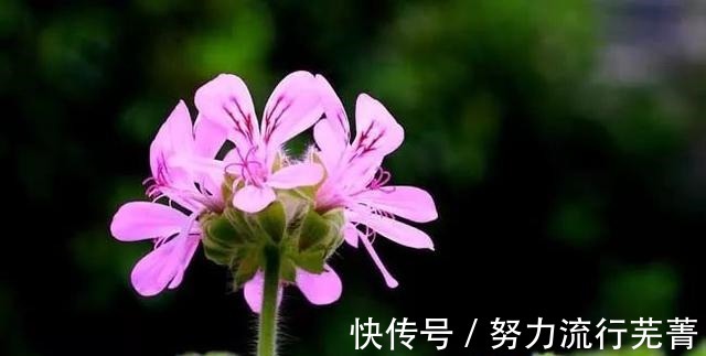 叶子|适合家中养的三种花卉,不仅好看还能防蚊虫,新手也可以轻松养活!