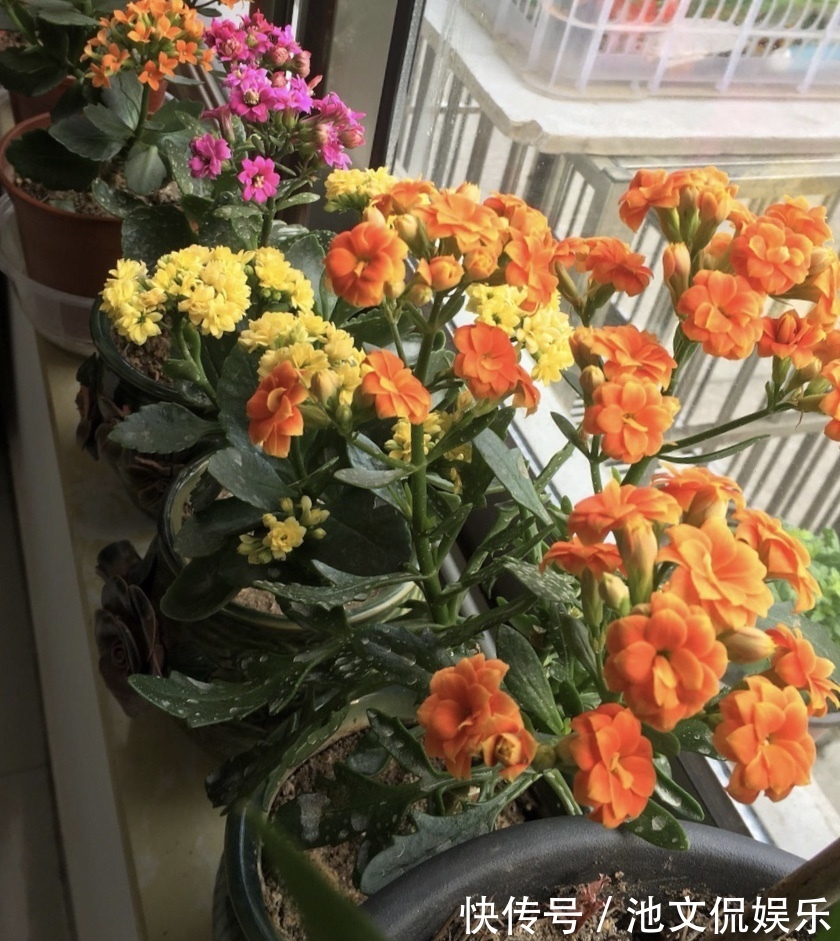 修剪|长寿花凋谢后,剪1刀、喷点水,30天花苞“嘟嘟冒”,又开一茬