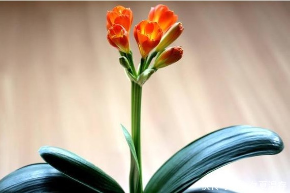 老婆不小心将“它”扔进花盆里,干瘪的君子兰,开花爆盆了!