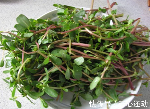 药用价值|“吃得马齿苋,到老无病患”,被称长寿菜的马齿苋,有哪些好处