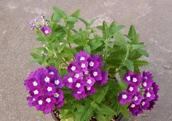 家里养“5种花”，要多“晒一晒”，根壮叶绿、开花不断