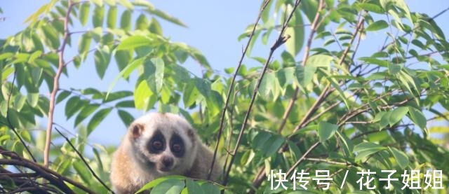 西双版纳|神奇动物在哪里热带雨林告诉你！神奇动物在哪里热带雨林告诉你！