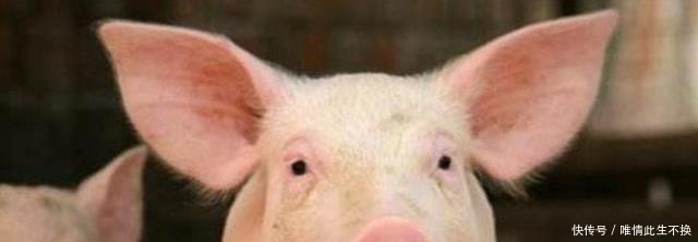 用自己|日本最奇葩的三个姓氏,这些姓氏的人,网友听起来像骂人!