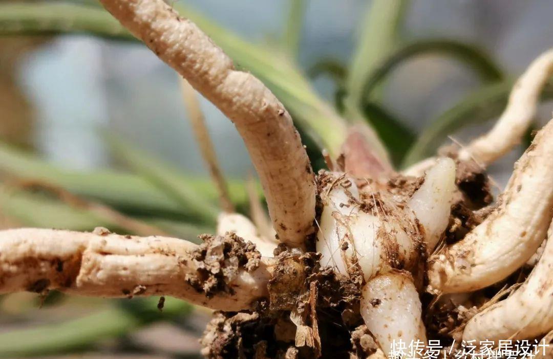 兰花快速生根有诀窍吗？兰友：照这4步操作，30天内就长新根