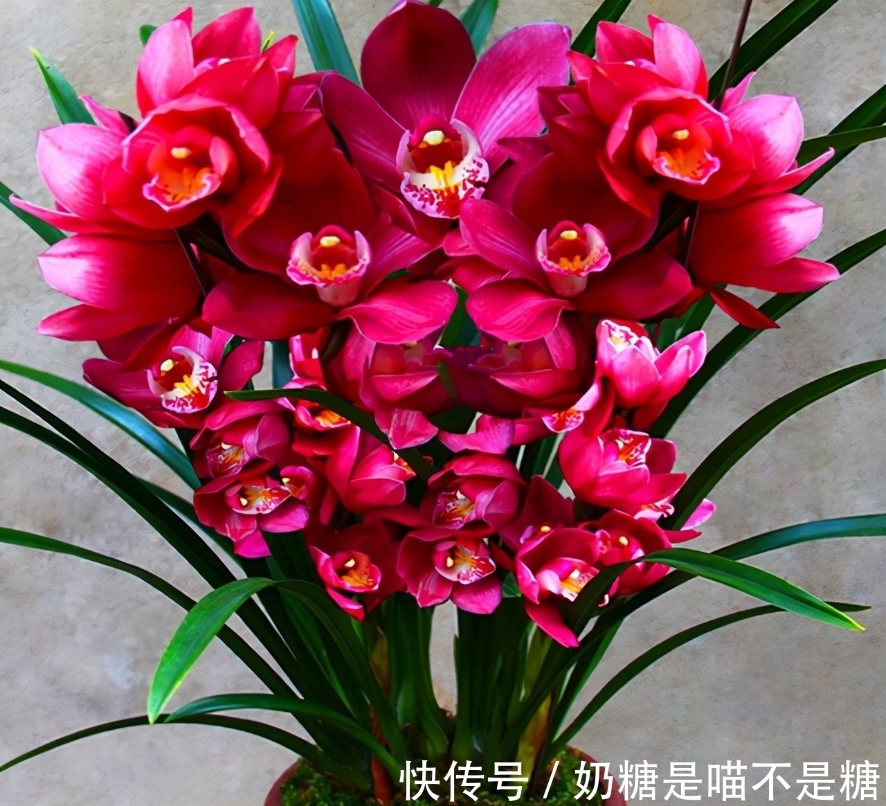 香味|此兰花除了好养,就是爱开花,全年“无休”,摆在家里尽显大气