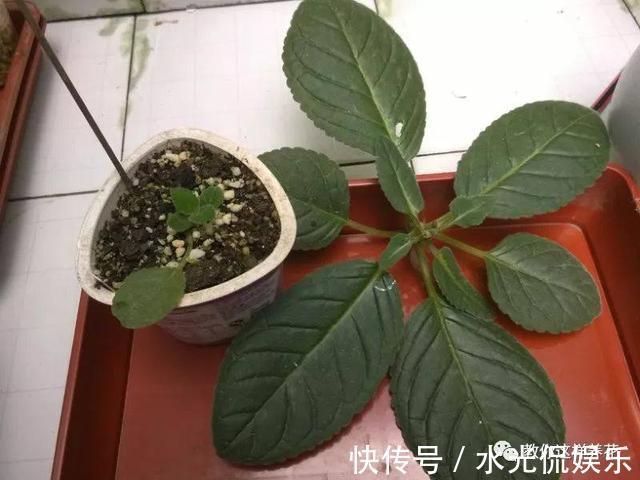 浸盆法|1种花超耐阴,一点散光就爆盆,花一开就是200多天!