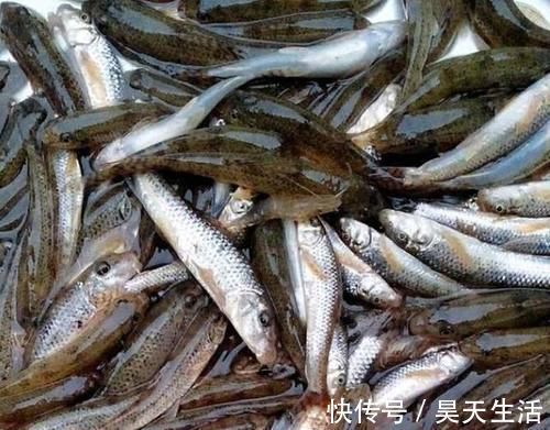食用价值|农村这种鱼,儿时很多,钓鱼人见到就头大,如今却5元一条很稀罕