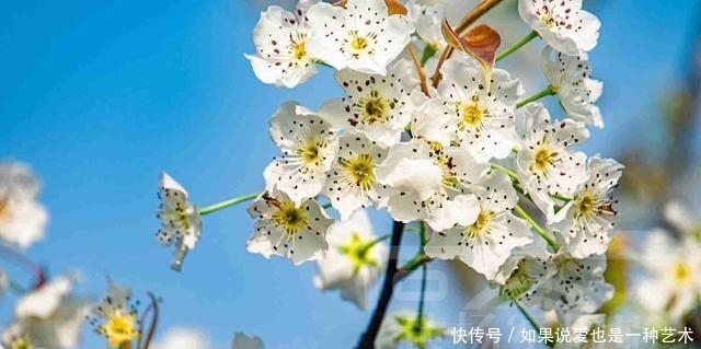 春日乡村芬芳绽放的梨花，洁白的花朵清新动人，靓艳含香的美