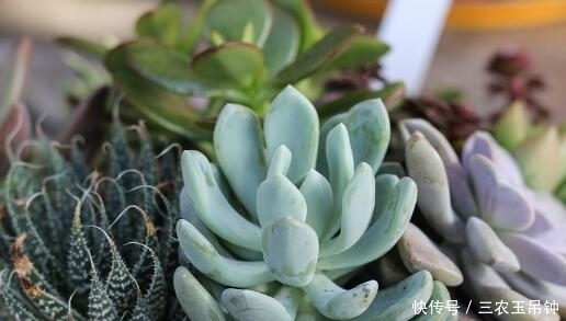 多肉植物怎么养? 多久浇一次水? 适合新手入手的多肉有哪些?