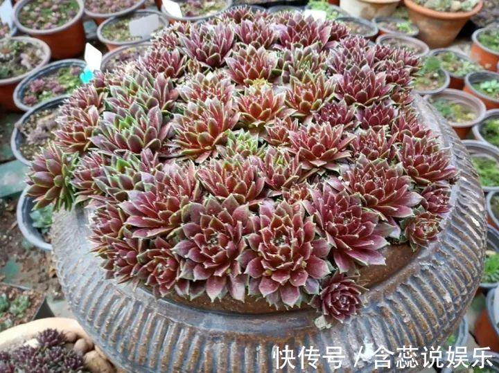 坛子|他用菜坛子种多肉,1分不花,呼呼长成“大米饭”!