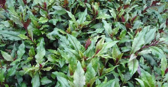 常吃|农村一种野菜，人称“红凤菜”，以前常吃，却不知是有毒的