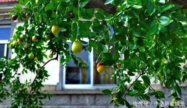 院子|在院子里种几棵树,需要注意哪些问题?这几种树不要随便乱栽!