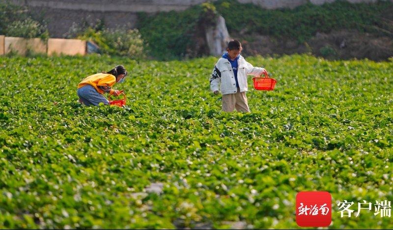春节假期海口农庄迎客忙 市民游客尽享田园采摘乐|原创组图 | 初五