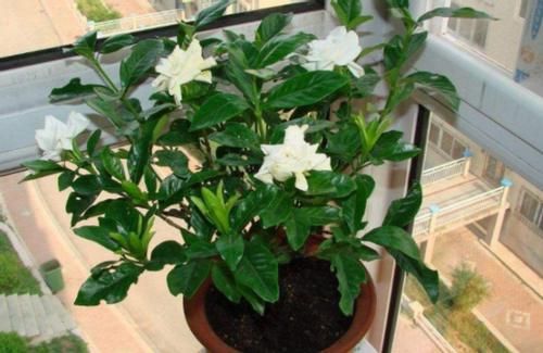 怎么合理使用这几样“水”浇花，实现去其糟粕？