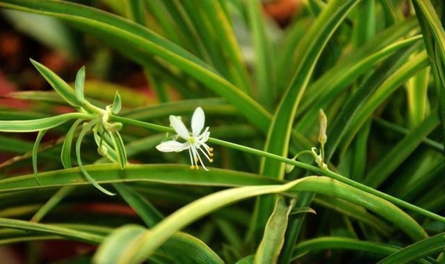 地方|吊兰放在家中哪个位置摆放在“3个地方”,一天一个样,长爆盆