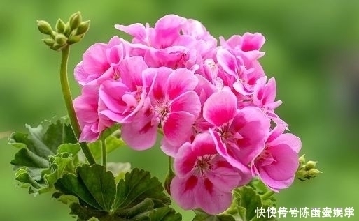 阳台养花就选这4款,花朵超漂亮,开花勤快