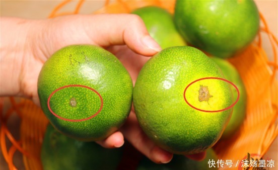 橘子|买橘子就挑“母”的,果农学会1个技巧,包你香甜又多汁的橘子