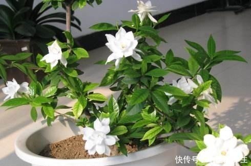 要点|养栀子花,记住4个要点,叶子绿,开花多,旺盛增1倍!