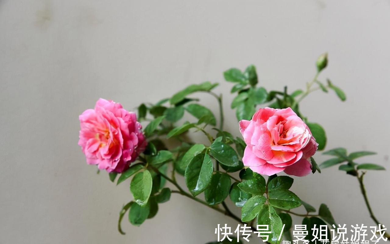 值得入手的11种月季，漂亮又好养，四季开花不断，阳台秒变花园