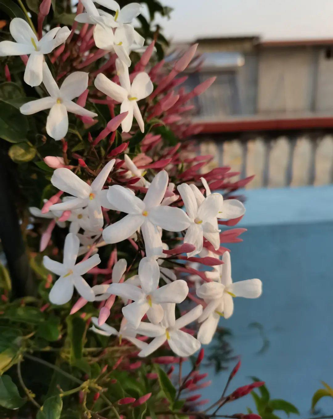 门口种了一棵花,竟被说是不吉利,怼回去:关你P事