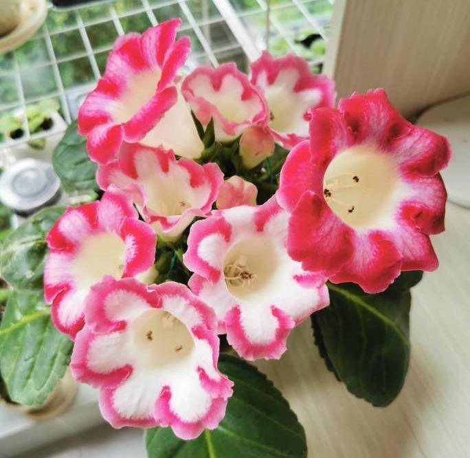 大岩桐怎么养？记住3招，花朵大又美、四季有花、姹紫嫣红