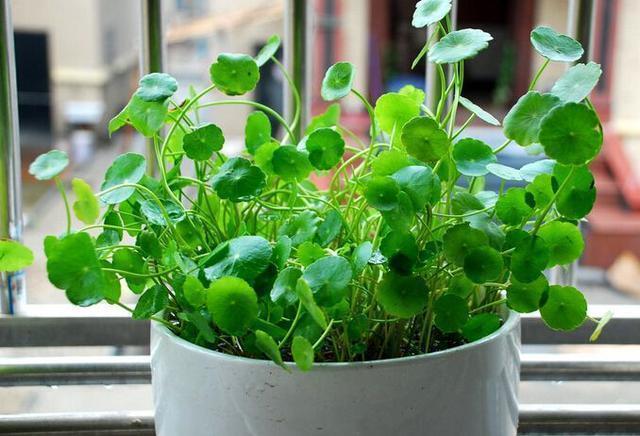 能把6种盆栽养死的站出来，以后请你们远离花草！