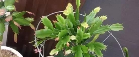 仙人掌|家庭养蟹爪兰,一个“小窍门”,不怕热,不怕冷,一年到头都开花