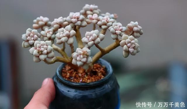 多肉饿着养,个个土肥圆,越矮越小越值钱