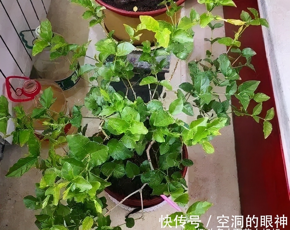 沾水就会黄叶、烂花苞的8种花,空气再干也别“喷水”