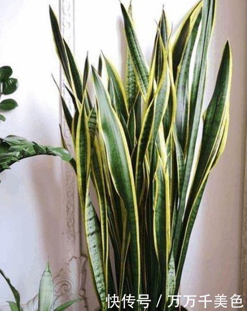 家养|家养4种花,个个都是财神爷,几个月不浇水,照样长得旺