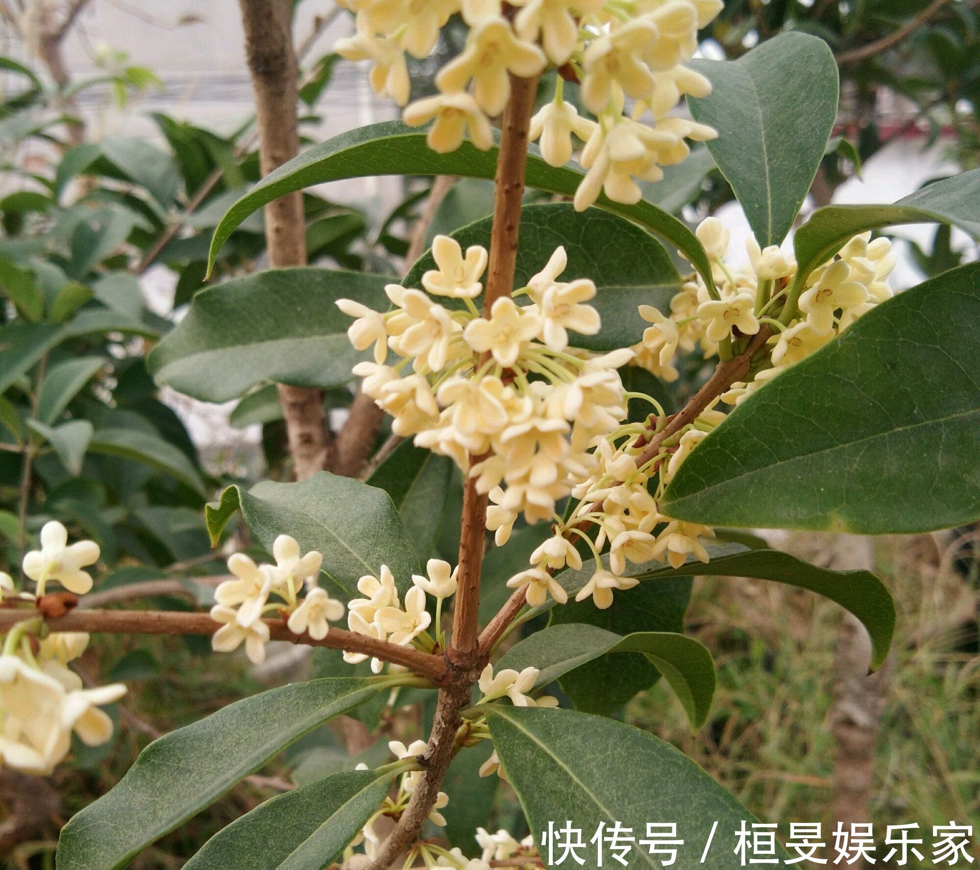 桂花的叶芽和花芽长啥样,养好几年的桂花不开花怎么办只需2点