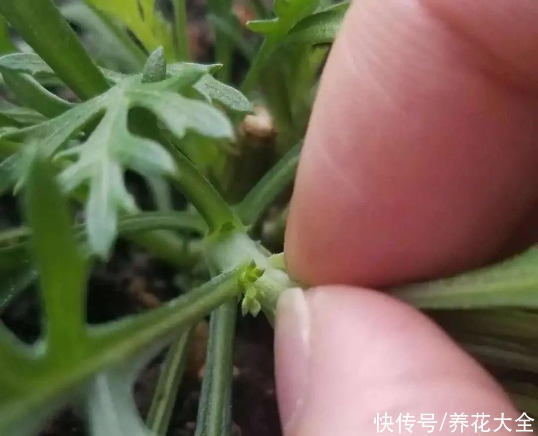 11种常见花，现在扦插，成活率特高