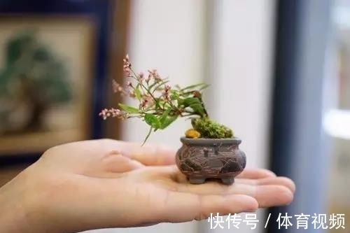 黄杨|微型盆景越来越受欢迎,这里是它们的“集中营”,都是你想知道的