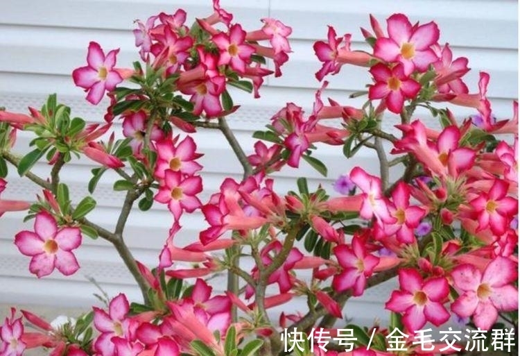 沙漠玫瑰|养花就养个花期长的,花大色艳,天气越热,开花越美