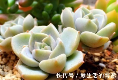 牡丹叶|多肉白牡丹如何叶插才能越长越旺盛 这三个小妙招送给你