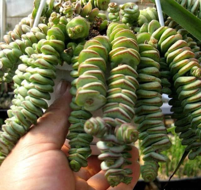 多肉钱串子,换盆有技巧,避开“死亡季”,“小铜钱”越长越多