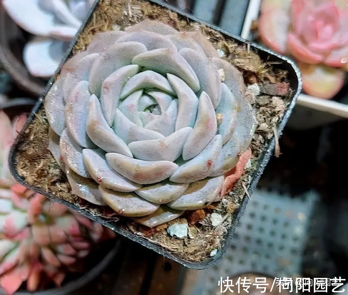 10种多肉最怕水，水多了就“烂根”，养多肉千万不能“手勤”