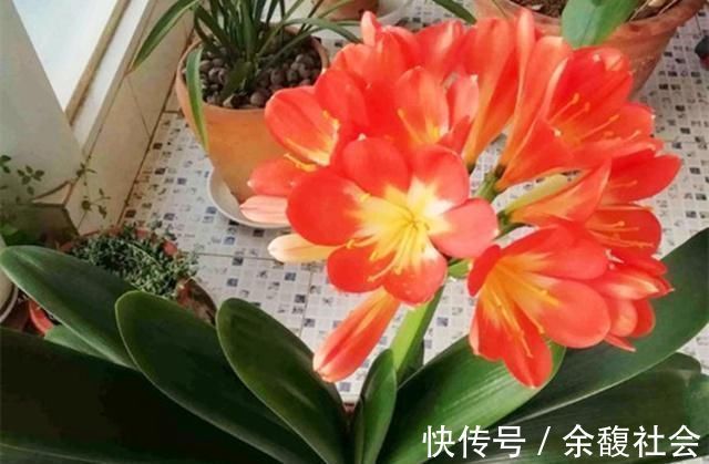 花友|生活中给君子兰吃上“3种”东西，长得根旺叶绿，年年都开花