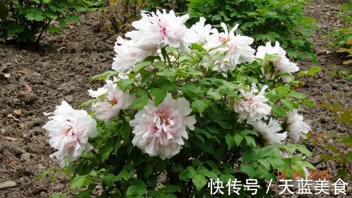 牡丹|喜欢菊花,就养盆“牡丹珍品”雪映桃花,花开富贵,国色天香,美