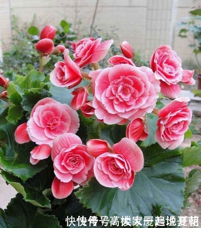 三季|4种花不怕冷,现在种一盆,“秋冬春”三季有花看,又美又吉祥