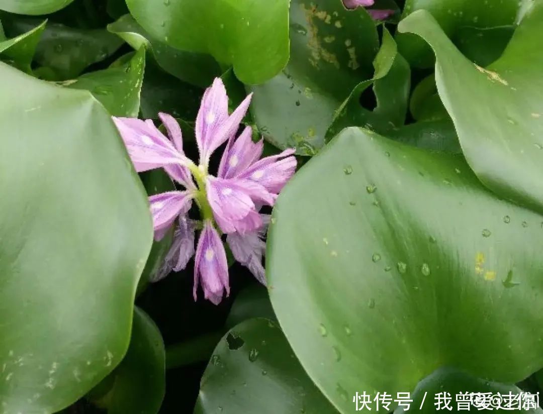 养花知识这花是个大“祸害”,20元一棵还有人买,到底为啥