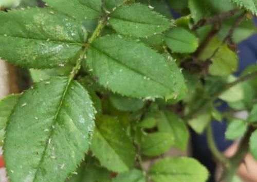 养花担心土里“藏”虫，就先学会这几招，给它们消消毒