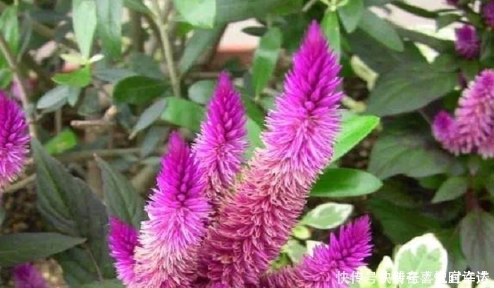 野草|农村经常见到的这种野草,却有大功效,遇见了一定要手下留情