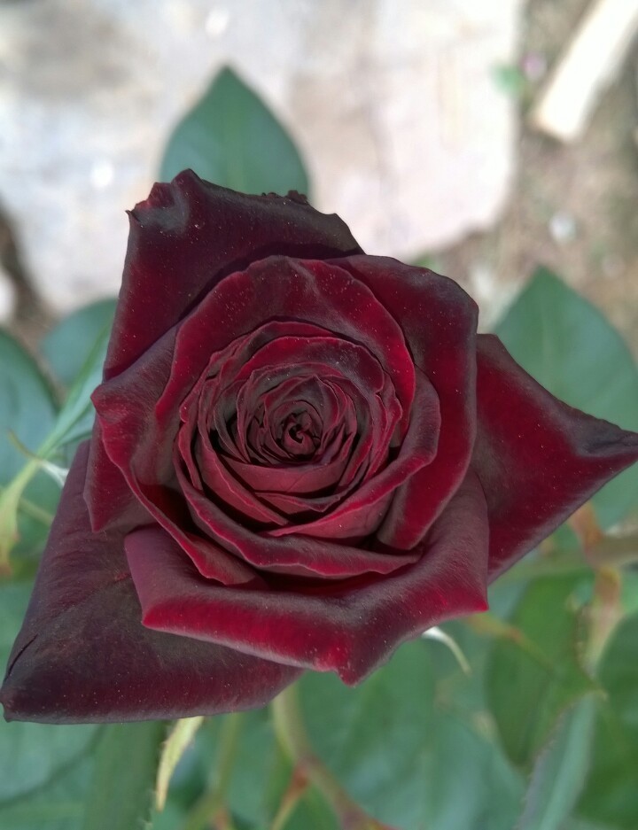 玫瑰花在花期施肥要点，玫瑰花全年施肥特点