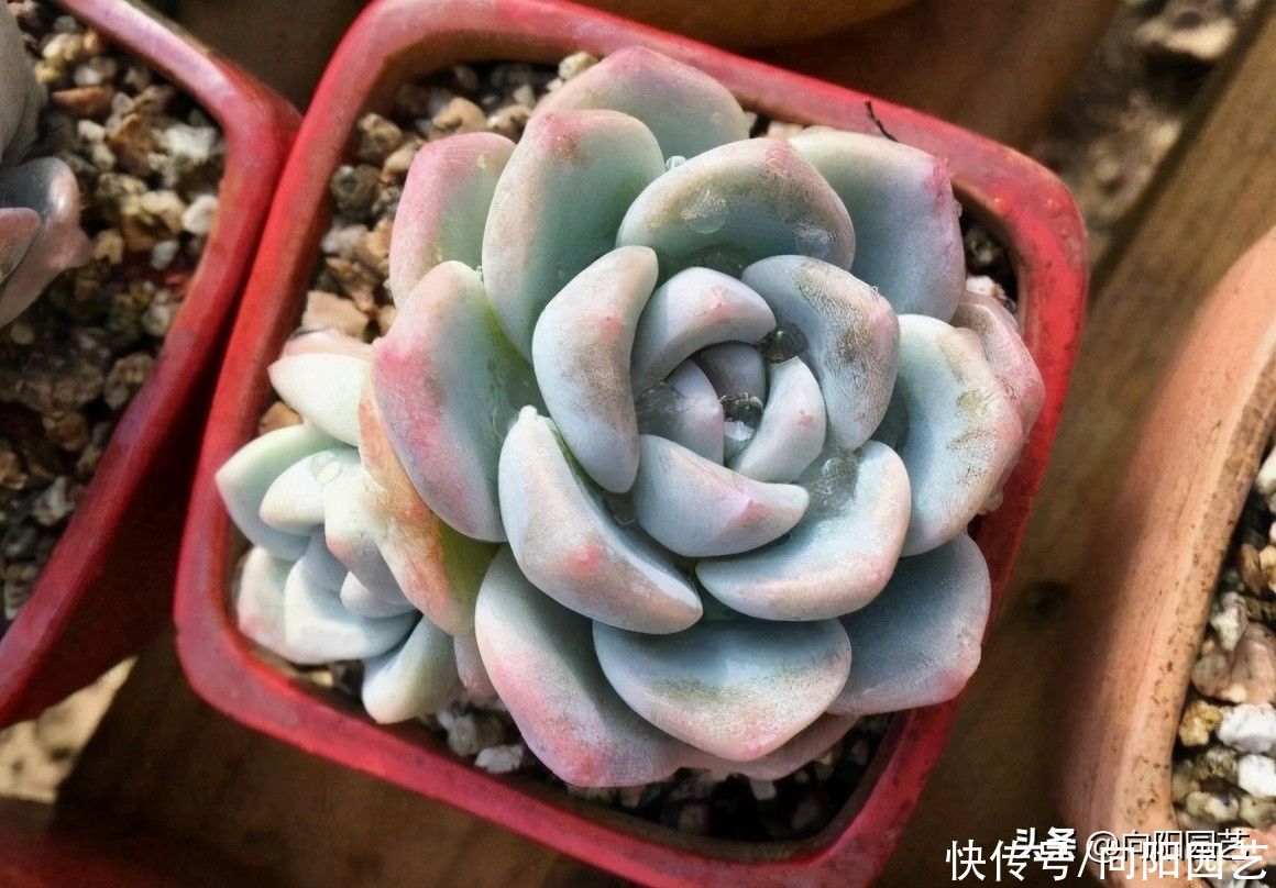 花盆|夏天种多肉,陶盆,紫砂盆最好,隔热效果好,更适合多肉生长